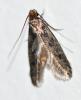 Tinea sp.